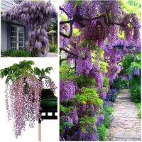 ปลูกง่าย บอนสี บอนสีสวยๆ 10 เมล็ด Wisteria Seeds Flower Seeds บอนสีหายาก เมล็ดพันธุ์ เป็นไม้พุ่ม ดอกสีสันสวยงาม เมล็ดดอกไม้สวย เมล็ดดอกไม้ ต้นไม้มงคล บอนไซ ต้นไม้ฟอกอากาศ พันธุ์ดอกไม้ ต้นไม้ประดับ ต้นไม้จิ๋ว ต้นไม้จัดสวน Garden DIY Plants