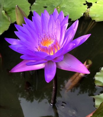 เมล็ดบัว 100 เมล็ด ดอกสีม่วง ดอกเล็ก พันธุ์แคระ จิ๋ว ของแท้ 100% เมล็ดพันธุ์บัวดอกบัว ปลูกบัว เม็ดบัว สวนบัว บัวอ่าง Lotus Waterlily Seed