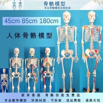 Medical human skeleton skeleton model small 45 85170 cm medical fine arts white skeleton teaching yoga body ridge