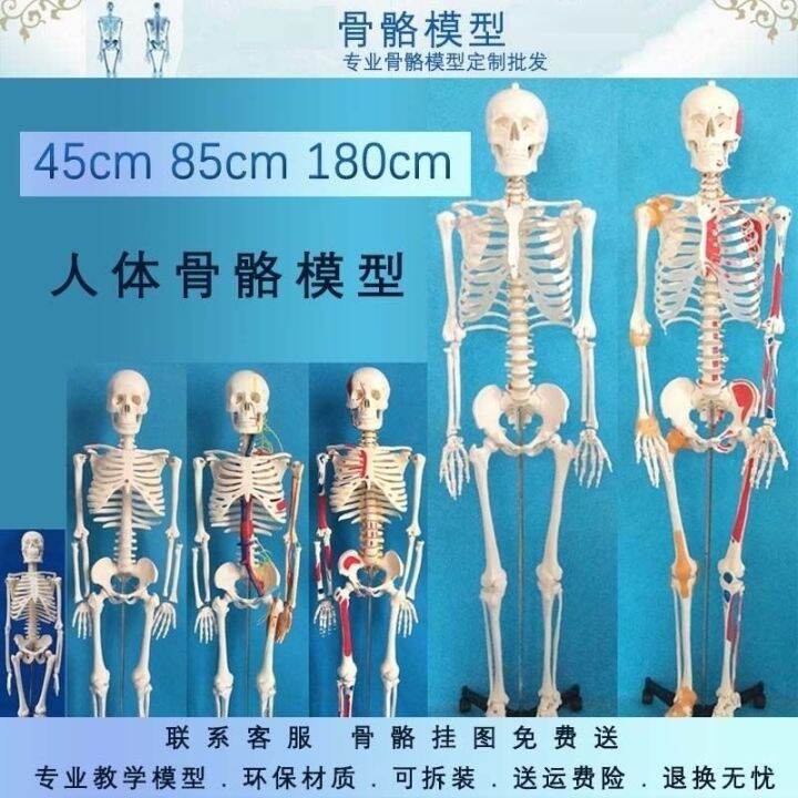 medical-human-skeleton-skeleton-model-small-45-85170-cm-medical-fine-arts-white-skeleton-teaching-yoga-body-ridge