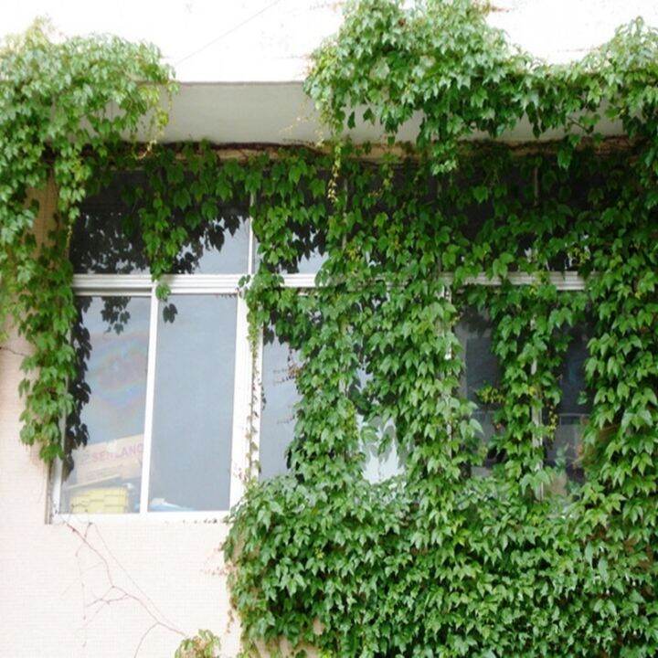 ว้าว-เมล็ดพันธุ์บอสตันไอวี่-boston-ivy-seeds-parthenocissus-vine-climbing-plants-ต้นไม้มงคล-ต้นไม้ประดับ-รรจุ-50-เมล็ด-พร้อมจัดส่ง-พรรณ-ไม้-น้ำ-พรรณ-ไม้-ทุก-ชนิด-พรรณ-ไม้-น้ำ-สวยงาม-พรรณ-ไม้-มงคล