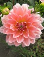 1 หัว/ออเดอร์ รักเร่ Dahlia Bulb สายพันธุ์ Salmon Pink หัวรักเร่ ดอกไม้ หัวหน่อ นำเข้า เหง้า เนเธอร์แลน หัวสดใหม่