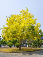 ต้นราชพฤกษ์หรือคูนเหลือง(1ชุด10ต้น)
