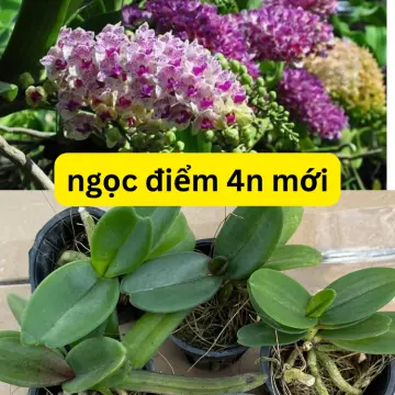 Hạt Giống Hoa Lan Chính Hãng, Giá Tốt | Mua Online Tại Lazada.Vn