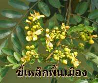 ขี้เหล็ก เมล็ดพันธุ์ขี้เหล็กพื้นเมือง Cassia siamea Lamk Seed บรรจุ 10 เมล็ด 10 บาท