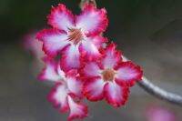 12 เมล็ด เมล็ดพันธุ์ ชวนชม สายพันธุ์ไต้หวัน ดอกชั้นเดียว Adenium seed กุหลาบทะเลทราย Desert Rose ราชินีบอนไซ อัตรางอก 80-90% มีคู่มือการปลูก