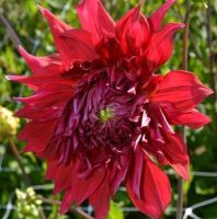 1 หัว/ชุด รักเร่ Dahlia Bulb สายพันธุ์ Creve Coeur หัวรักเร่ ดอกไม้ หัวหน่อ เหง้า นำเข้า เนเธอร์แลน หัวสดใหม่