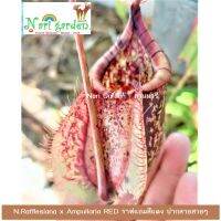 ต้นหม้อข้าวหม้อแกงลิง พันธุ์ N.Rafflesiana x Ampullaria RED ราฟแอม สีแดง ปากลายสวย (กระถาง 3 - 8 นิ้ว) ต้นหม้อกลมลาย ไม้กินแมลง ไม้ประดับ ตกแต่งสวนสวย