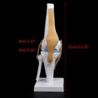 * Human Anatomical Knee Joint Flexible Skeleton Model