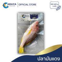 อารยา ฟู้ดส์ ปลามันแดง ตัวละ 300-400g สด ใหม่ จากปราณบุรี