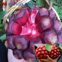 พันธุ์น้อยหน่าเครือ Kadsura Coccinea ผลรับประทานได้ (10เมล็ด)
