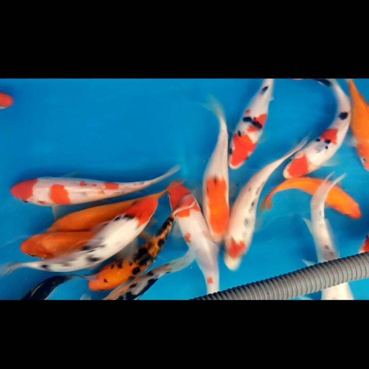 Malaysia Local breed Japanese Koi Fish 46inch 1pcs per price ( koi fish live / koi fish live