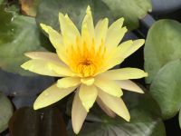 20 เมล็ด บัวสาย (Water lily) บัวอุบลชาติ บัวหลวง ฝรั่ง บัวดอกเล็ก บัวแคระ สายพันธุ์ Yellow Bangpra สีเหลือง เหมาะสำหรับปลูกในโหล Waterlilies Lotus Seeds