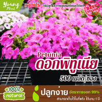 เมล็ดพันธุ์ ดอกพิทูเนีย 500เมล็ด อัตราการงอก95% (แถมฟรี!!!เมล็ดดอกทานตะวัน)  ปลูกง่าย เมล็ดคุณภาพ เก็บไว้ได้1ปี