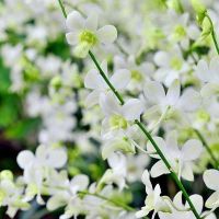 30 เมล็ดพันธุ์ เมล็ดกล้วยไม้ กล้วยไม้สกุลหวาย (Dendrobium) Orchid flower seeds อัตราการงอก 80-85%