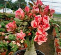 4 เมล็ด เมล็ดพันธุ์ ชวนชม สายพันธุ์ Veronica สีส้ม ออกดอกทั้งปี กุหลาบทะเลทราย Desert Rose Adenium Flower Seeds ราชินีบอนไซ อัตราการงอก 80-90%