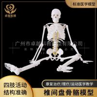 Human body skeleton model 85 cm white spine model skeleton skeleton skeleton model of human spine model