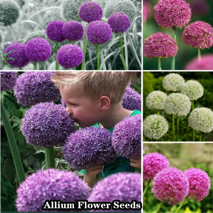 [Big Discounts] 100 Pcs/bag Allium Flower Seeds Philodendron Plants for