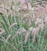 ขายถูก 1,000 เมล็ด เมล็ดหญ้าน้ำพุสีทอง fountain grass หญ้าเม็กซิกัน หญ้าแดง หญ้าประดับ พืชคล้ายหญ้า หญ้า จัดสวน แต่งสวน