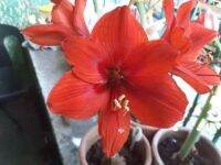 1 หัวว่าน ว่านสี่ทิศฮอลแลนด์ Amaryllis Bulb carina 18-24 ซม สินค้านำเข้า แช่เย็นแล้ว หัวขนาดใหญ่ สินค้าจำนวนจำกัด