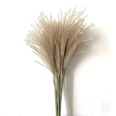 50/100pcs Real Dried Small Pampas Grass Wedding Flower Bunch Natural Plants Decor Home Decor Dried Flowers Phragmites Party Deco