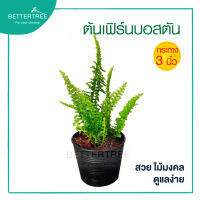 เฟิร์นบอสตันสีเขียว กระถาง 3 นิ้ว  ต้นไม้ฟอกอากาศ ต้นไม้ในร่ม ต้นไม้ plant