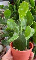 Opuntia brasiliensis  โอพันเทีย โบตั๋น ใบบาง ส่งต้นพร้อมกระถาง