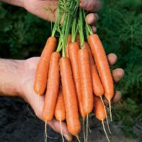 เบบี้แครอท?ถูกที่สุด10บ.? เมล็ดพันธุ์ Baby Carrot 50 เมล็ด☘️ปลูกง่าย?ขึ้นไว ทานสด?หวาน?กรอบ?อร่อย