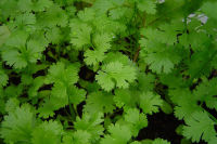 เมล็ดผักชี  Coriander  จำนวน 600 เมล็ด   ราคา49บาท        สนใจสั่งได้เลยคะ