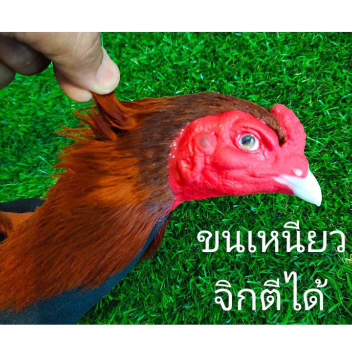 ตุ๊กตาไก่-ไก่ปลอม-ไก่ยางตุ๊กตา-ไก่นวม-เหมือนไก่จริงที่สุด-ออกกำลังกายไก่-ฝึกไก่-ไก่ยางซิลิโคน-กีฬาและกิจกรรมกลางแจ้ง-แดงแจ้-ส่งฟรี