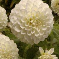 20 เมล็ดพันธุ์ รักเร่ Dahlia Seeds สายพันธุ์ BOOM BOOM WHITE สีขาว รักเร่ รักแรกพบ ดอกไม้แห่งมิตรภาพ ความรักเริ่มต้น เพาะเลี้ยงง่าย ตั้งโต๊ะทำงาน