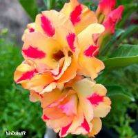 10 เมล็ด เมล็ดพันธุ์ ชวนชม สายพันธุ์ไต้หวัน ดอกสีส้ม Adenium Seed กุหลาบทะเลทราย Desert Rose ราชินีบอนไซ อัตราการงอก 80-90% มีคู่มือปลูก