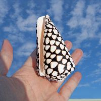 Natural Snakeskin Seashell Hebrew Cone Marbled Conch Snail Shells Photograph Ornaments Fish Tank Aquarium Landscaping Decoration