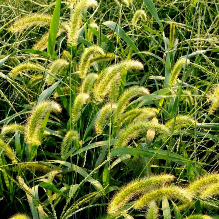 Germination rate is 100 [Discount] 50 seeds Setaria setaria seed