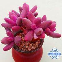 [AMO Garden Decoration]【พร้อมปลูกอวบน้ำ】พืชสีเขียวหายากดอกไม้ทำสวนกองหน้าผา