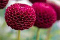 1 หัว/ออเดอร์ รักเร่ Dahlia สายพันธุ์ Pompon หัวรักเร่ ดอกไม้ หัวหน่อ นำเข้า เหง้า เนเธอร์แลน หัวสดใหม่