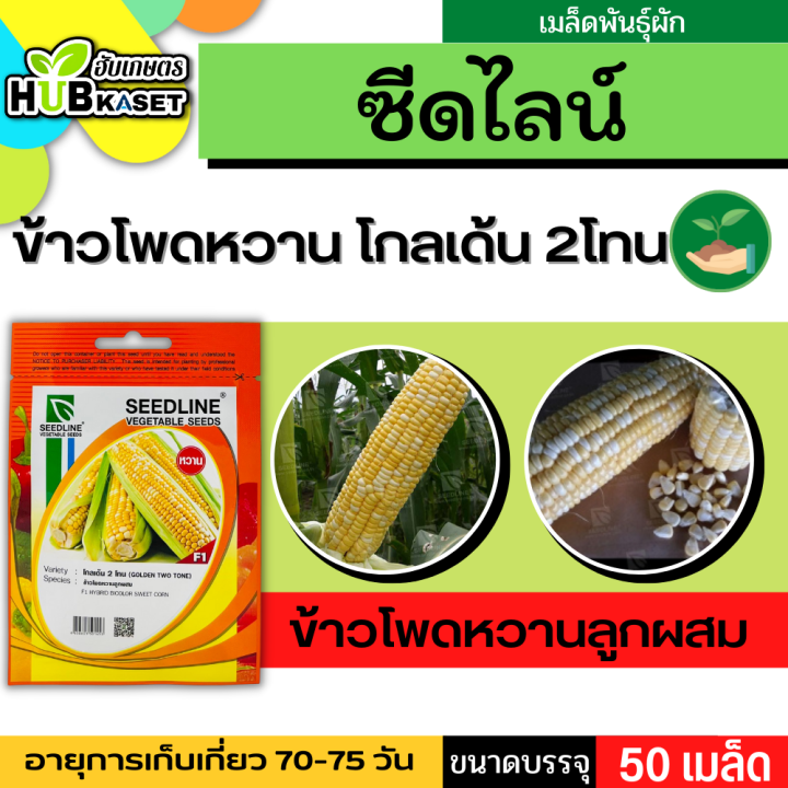 ซีดไลน์ 🇹🇭 ข้าวโพดหวานลูกผสม โกลเด้นทูโทน ขนาดบรรจุประมาณ 50 เมล็ด อายุเก็บเกี่ยว 70-75 วัน