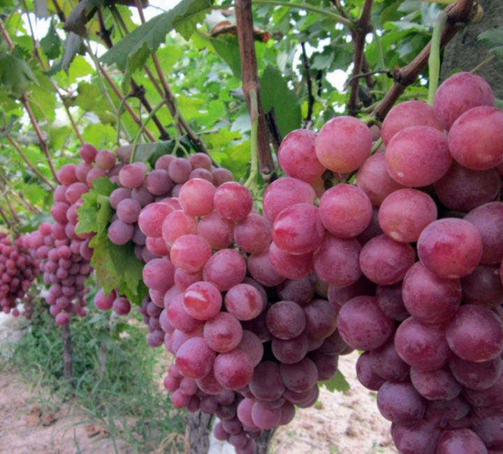 พร้อมส่ง-โปรโมชั่น-เมล็ดพันธุ์องุ่น-grape-seeds-บรรจุ-100-เมล็ด-ต้นไม้มงคล-ต้นไม้ฟอกอากาศ-ต้นไม้ประดับ-พันธุ์ไม้ผล-ต้นไม้มงคลใหญ่-ส่งทั่วประเทศ-พรรณ-ไม้-น้ำ-พรรณ-ไม้-ทุก-ชนิด-พรรณ-ไม้-น้ำ-สวยงาม-พรรณ-