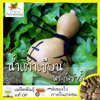 เมล็ดพันธุ์ น้ำเต้าเซียน พระถังซำจั๋ง 10 เมล็ด Bottle Gourd Seed เมล็ดพันธุ์แท้100%นำเข้าจากต่างประเทศ ปลูกผัก สวนครัว