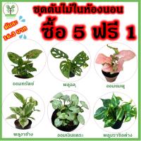 ใหม่ โปร 5 ฟรี 1 ชุดต้นไม้ปลูกในบ้าน ต้นไม้ปลูกในห้องนอน