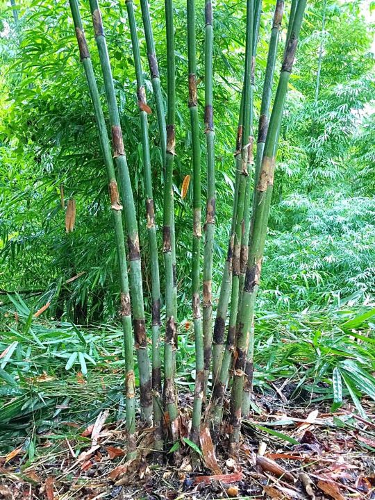 ขายส่ง-100-เมล็ด-ไผ่ข้าวหลามกาบแดง-tinwa-bamboo-ไผ่ปล้องยาว-ชื่ออื่นว่า-ไม้ข้าวหลาม-ขุยป้าง-ว่าบลอ-แม่พล้อง-ไผ่เผาข้าวหลาม-ไผ่-เมล็ดพันธุ์