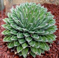 (shijx)Agave victoriae-reginae /อกาเว่ วิคตอเรีย-เรจิน่า ไม้อวบน้ำ Succulents (ไลทอป Lithops แคคตัส)10-12cm