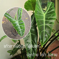 Alocasia sp ว่านไทยโบราณ "ว่านพญาจงอาง" ตามความเชื่อช่วยปกป้องภัยอันตรายทั้งปวง หาค่อนข้างยาก ฟอกอากาศได้ ลายใบเด่น (ขายเป็นหัว)