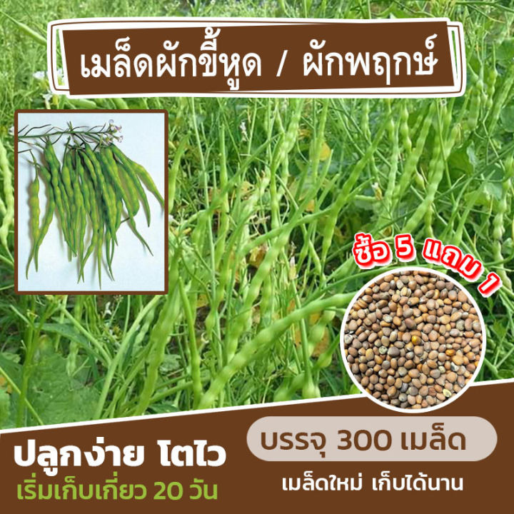 เมล็ดพันธุ์ผักขี้หูด ผักพฤกษ์ แบ่งขาย 300 เมล็ด (ซื้อ 5 แถม 1)✨