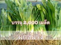 เมล็ด​พันธุ์ผักชีฝรั่ง​ (ผักชีใบเลื่อย) ปลูกขึ้นง่าย ต้นสวย  ซองละ 2000 เมล็ด