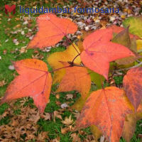 พันธุ์ต้นเมเปิ้ลหอม liquidambar formosana หรือเมเปิ้ลใต้หวัน (20เมล็ด)