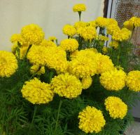 เมล็ด ดาวเรืองสีเหลือง ดาวเรืองเหลืองทอง 50 เมล็ด  ซองละ 29 บาท  ดอกไม้ทานได้ ปลูกได้ทุกสภาพอากาศ ขายได้กำไรดี