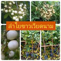 ลำไยขาวเวียดนาม