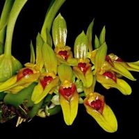 กล้วยไม้หายาก สิงโตกราวีโอเลน ดอกหอม Bulbophyllum graveolens