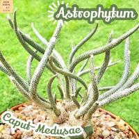 [แอสโตร คาปุท เมดูเซ่ กราฟตอเฟอร์โร] Astrophytum Caput-Medusae แคคตัส ต้นไม้ ไม้หนาม ไม้ทนแล้ง กุหลาบหิน ไม้อวบน้ำ พืชอวบน้ำ succulent cactus กระบองเพชร ของขวัญ